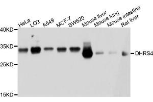 Western blot analysis of extract of various cells, using DHRS4 antibody. (DHRS4 anticorps)