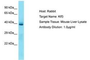 Image no. 1 for anti-Kruppel-Like Factor 3 (Basic) (KLF3) (N-Term) antibody (ABIN6750300) (KLF3 anticorps  (N-Term))