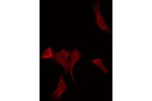 ABIN6268715 staining HepG2 by IF/ICC. (Cathepsin G anticorps  (Internal Region))