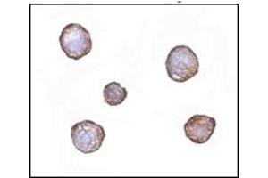 Immunohistochemistry (IHC) image for anti-X-Box Binding Protein 1 (XBP1) (AA 2-160) antibody (ABIN492538) (XBP1 anticorps  (AA 2-160))