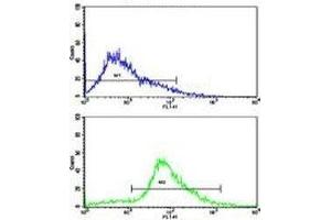 Flow cytometric analysis of Jurkat cells using CDK2 antibody (bottom histogram) compared to a negative control (top histogram).