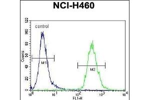 ZN Antibody (N-term) (ABIN655452 and ABIN2844980) flow cytometric analysis of NCI- cells (right histogram) compared to a negative control cell (left histogram).