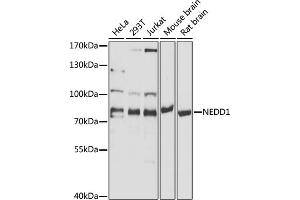 Western blot analysis of extracts of various cell lines, using NEDD1 antibody (ABIN1681008, ABIN3019378, ABIN3019379 and ABIN6220853) at 1:1000 dilution. (NEDD1 anticorps  (AA 411-660))