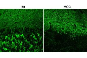 Indirect immunostaining of mouse cerebellum and main olfactory bulb vibratome sections fixed with 1 % PFA in sodium-acetate at pH6 (dilution 1 : 500).