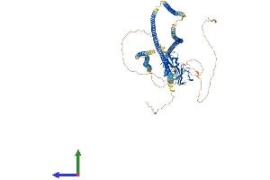 AlphaFold protein structure predicition of Mouse Recombinant Clip2 Protein, UniprotID Q9Z0H8