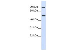 LOXL1 antibody used at 1 ug/ml to detect target protein.