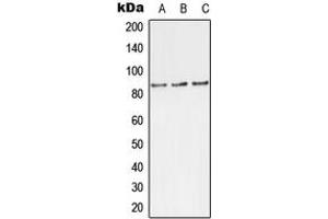 Western blot analysis of TLK1 (pS743) expression in MCF7 (A), rat brain (B), H9C2 (C) whole cell lysates.