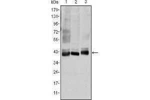 Western blot analysis using MAP2K4 mouse mAb against HepG2 (1), K562 (2), and HEK293 (3) cell lysate.