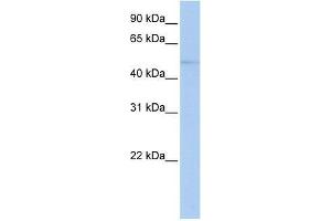 ZNF610 antibody used at 0. (ZNF610 anticorps  (N-Term))