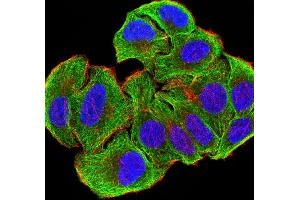 Immunofluorescence analysis of SMMC-7721 cells using ATG3 mouse mAb (green). (ATG3 anticorps  (AA 1-100))