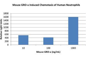 SDS-PAGE of Mouse Gro-alpha /KC (CXCL1) Recombinant Protein Bioactivity of Mouse Gro-alpha /KC (CXCL1) Recombinant Protein.