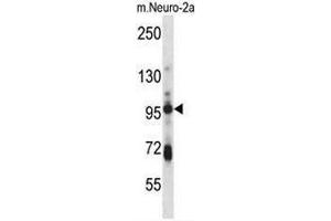SMURF1 Antibody (Center) western blot analysis in mouse Neuro-2a cell line lysates (35µg/lane).