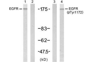 Western blot analysis of extract from A431 cell untreated or treated with EGF (200ng/ml, 5min), using EGFR (Ab-1172) antibody (E021213, Lane 1 and 2) and EGFR (phospho-Tyr1172) antibody (E011220, Lane 3 and 4). (EGFR anticorps  (pTyr1172))