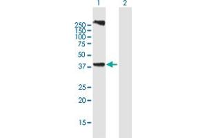 Western Blot analysis of LASS3 expression in transfected 293T cell line by LASS3 MaxPab polyclonal antibody. (LASS3 anticorps  (AA 1-383))