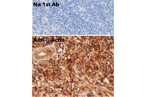 Immunohistochemistry (IHC) image for anti-Actin, beta (ACTB) (N-Term) antibody (ABIN6254200)