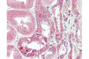 Anti-C25H / CH25H antibody IHC staining of human kidney.