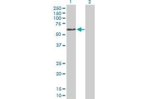 Western Blot analysis of DVL1 expression in transfected 293T cell line by DVL1 MaxPab polyclonal antibody.