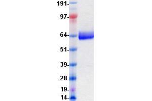 Validation with Western Blot