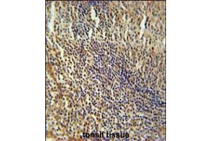 MEF2A Antibody immunohistochemistry analysis in formalin fixed and paraffin embedded human tonsil tissue followed by peroxidase conjugation of the secondary antibody and DAB staining.