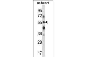 Western blot analysis in mouse heart tissue lysates (35ug/lane).
