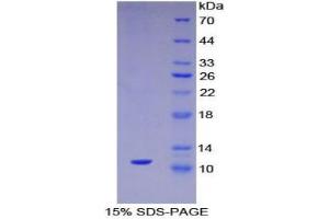 SDS-PAGE analysis of Mouse Mucin 2 Protein. (MUC2 Protéine)