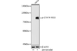 Western blot analysis of extracts of HeLa cells, using Phospho-ST-Y693 antibody (ABIN3019610, ABIN3019611, ABIN3019612, ABIN1682083 and ABIN1682084) at 1:500 dilution. (STAT4 anticorps  (pTyr693))