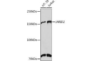 Western blot analysis of extracts of various cell lines, using J Rabbit mAb (ABIN7268047) at 1:1000 dilution. (JARID2 anticorps)