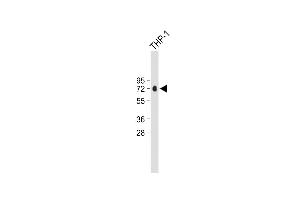 Anti-CFP Antibody (Center) at 1:500 dilution + THP-1 whole cell lysate Lysates/proteins at 20 μg per lane. (CFP anticorps  (AA 197-223))