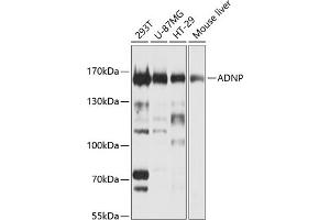 Western blot analysis of extracts of various cell lines, using ADNP Antibody (ABIN1678582, ABIN3019032, ABIN3019033 and ABIN6220678) at 1:1000 dilution.