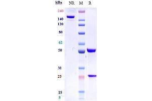 Anti-IL-7Ra / CD127 Reference Antibody (lusvertikimab) on SDS-PAGE under reducing (R) condition. (Recombinant IL7RA (Lusvertikimab Biosimilar) anticorps)