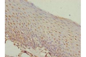 Immunohistochemistry of paraffin-embedded human tonsil tissue using ABIN7155798 at dilution of 1:100