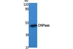 Western Blot (WB) analysis of specific cells using CNPase Polyclonal Antibody. (Cnpase anticorps  (Internal Region))