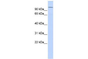 WB Suggested Anti-NPAS4 Antibody Titration:  0.