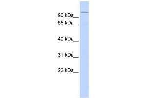 WB Suggested Anti-NPAS4 Antibody Titration:  0. (NPAS4 anticorps  (Middle Region))