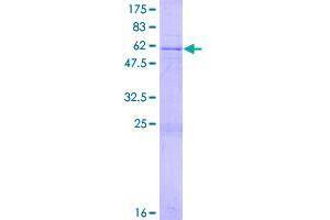 Image no. 1 for Centrosomal Protein 41kDa (CEP41) (AA 1-301) protein (GST tag) (ABIN1323891)