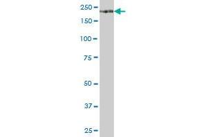 ITGA1 MaxPab polyclonal antibody.