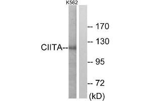 Western Blotting (WB) image for anti-Class II, Major Histocompatibility Complex, Transactivator (CIITA) (Internal Region) antibody (ABIN1849324)