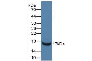 Detection of Recombinant RNASE3, Mouse using Monoclonal Antibody to Ribonuclease A3 (RNASE3) (RNASE3 anticorps  (AA 34-150))