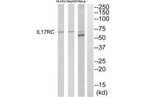 Western blot analysis of extracts from HeLa, HepG2 and HuvEc cells, using IL17RC antibody.