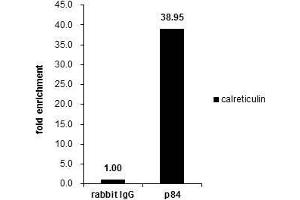 ChIP Image Cross-linked ChIP was performed with HeLa chromatin extract and 5 μg of either control rabbit IgG or anti-Nuclear Matrix Protein p84 antibody. (THOC1 anticorps  (C-Term))