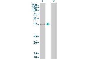 Western Blot analysis of FBXO25 expression in transfected 293T cell line by FBXO25 monoclonal antibody (M01), clone 2F1. (FBXO25 anticorps  (AA 1-367))