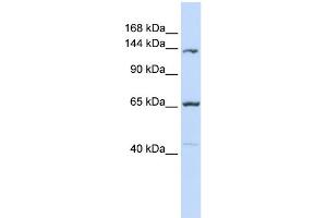WB Suggested Anti-PCDH12 Antibody Titration:  0. (PCDH12 anticorps  (Middle Region))