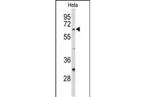 Western blot analysis of CDC20 Antibody (N-term) (ABIN653082 and ABIN2842679) in Hela cell line lysates (35 μg/lane). (CDC20 anticorps  (N-Term))