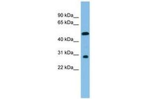 Image no. 1 for anti-Homeobox C8 (HOXC8) (C-Term) antibody (ABIN6744687) (HOXC8 anticorps  (C-Term))