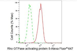 anti-rho GTPase Activating Protein 5 (ARHGAP5) antibody
