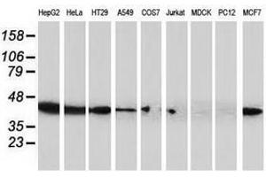 Image no. 10 for anti-ADP-Ribosylation Factor GTPase Activating Protein 1 (ARFGAP1) antibody (ABIN1496679) (ARFGAP1 anticorps)