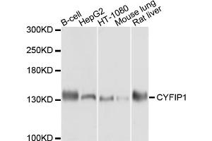 Western blot analysis of extracts of various cell lines, using CYFIP1 antibody. (CYFIP1 anticorps)