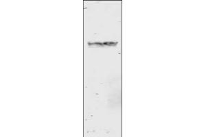 Image no. 2 for anti-Glutathione S Transferase (GST) antibody (ABIN226631) (GST anticorps)