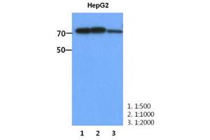 Image no. 1 for anti-phosphofructokinase, Muscle (PFKM) (AA 1-780), (N-Term) antibody (ABIN1449415) (PFKM anticorps  (N-Term))