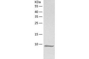 Western Blotting (WB) image for Chemokine (C-C Motif) Ligand 26 (CCL26) (AA 24-94) protein (His-IF2DI Tag) (ABIN7125518)